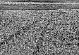 28 x 40 cm Strichätzung, Aquatinta Auflage 30