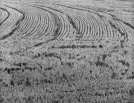 76 x 98 cm Strichätzung, Aquatinta Auflage 20