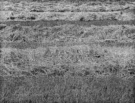 76 x 98 cm Aquatinta Auflage 20