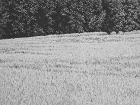 15 x 20 cm Strichätzung, Aquatinta Auflage 30