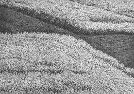 28 x 40 cm Strichätzung, Aquatinta Auflage 30