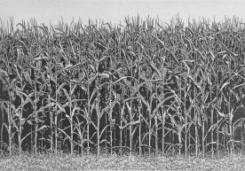 28 x 40 cm Strichätzung, Aquatinta Auflage 30