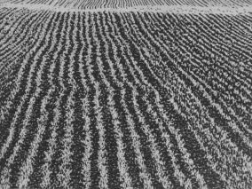 15 x 20 cm Strichätzung, Aquatinta Auflage 30