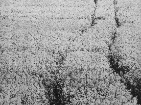 76 x 98 cm Strichätzung, Aquatinta Auflage 20