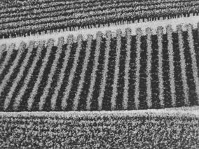 15 x 20 cm Strichätzung, Aquatinta Auflage 30